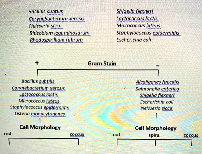 SOLVED:Bacillus subtilis Corynebacterium xerosis Neisseria sicco ...