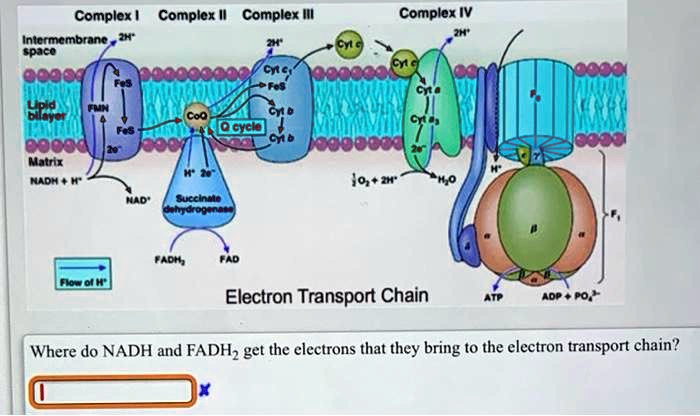 Complex I Complex II Complex III Complex IV Intermembrane 2H+ 2H+ 2H ...