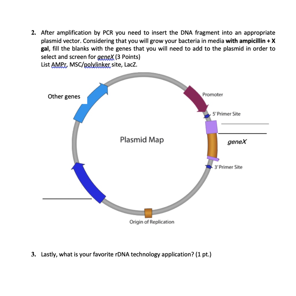 SOLVED: After amplification by PCR you need to insert the DNA fragment ...