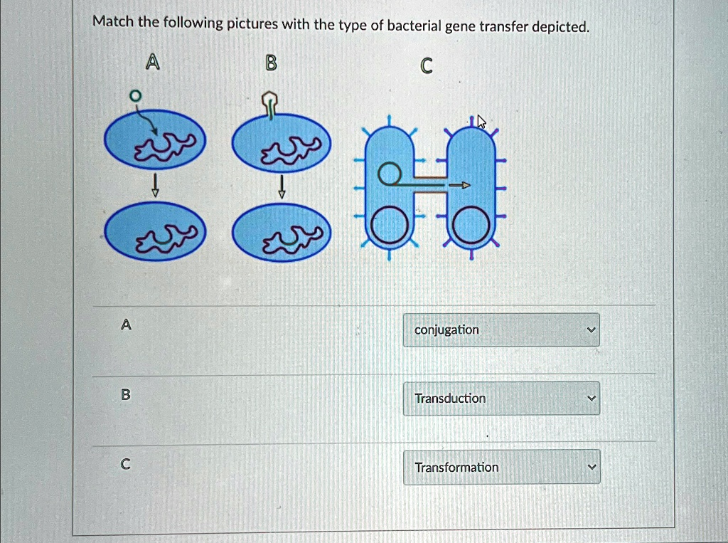 Match the following pictures with the type of bacterial gene transfer ...