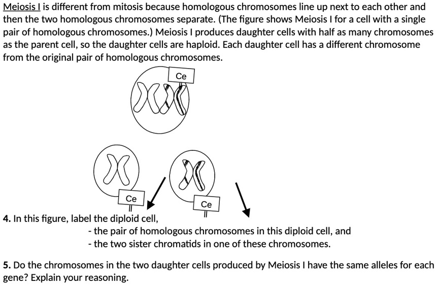 Meiosis I is different from mitosis because homologous chromosomes line up next to each other and then the two homologous chromosomes separate. (The figure shows Meiosis I for a cell with a single pair of homologous chromosomes.) Meiosis I produces daughter cells with half as many chromosomes as the parent cell, so the daughter cells are haploid. Each daughter cell has a different chromosome from the original pair of homologous chromosomes.
4. In this figure, label the diploid cell,
- the pair of homologous chromosomes in this diploid cell, and
- the two sister chromatids in one of these chromosomes.
5. Do the chromosomes in the two daughter cells produced by Meiosis I have the same alleles for each gene? Explain your reasoning.