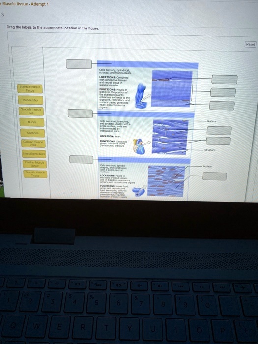 SOLVED: drag the labels to the appropriate location in the figure. z ...