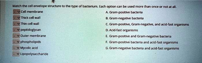 Match the cell envelope structure to the type of bacterium. Each option can be used more than once or not at all.
Cell membrane
Thick cell wall
Thin cell wall
peptidoglycan
Outer membrane
phospholipids
Mycolic acid
Lipopolysaccharide
A. Gram-positive bacteria
B. Gram-negative bacteria
C. Gram-positive, Gram-negative, and acid-fast organisms
D. Acid-fast organisms
E. Gram-positive and Gram-negative bacteria
F. Gram-positive bacteria and acid-fast organisms
G. Gram-negative bacteria and acid-fast organisms