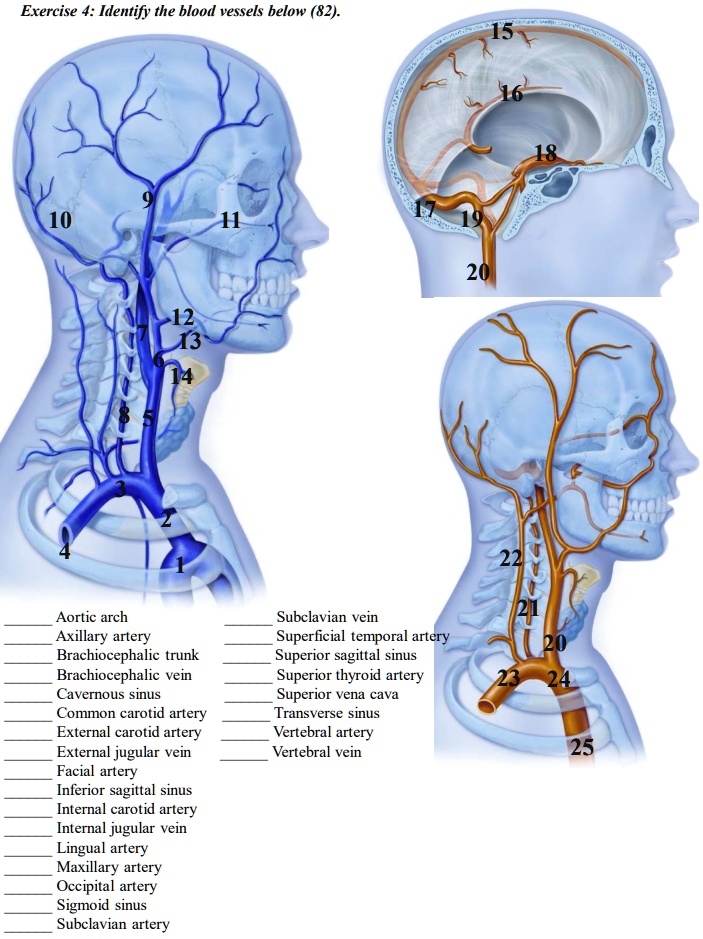 SOLVED Exercise 4 Identify the blood vessels below 82 16 10 20