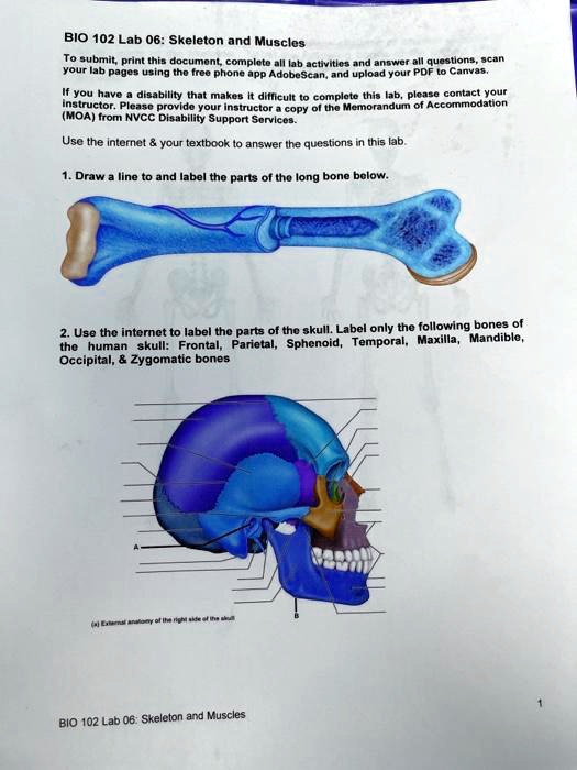 bio 102 lab 06 skeleton and muscles to submit print this documonl ...
