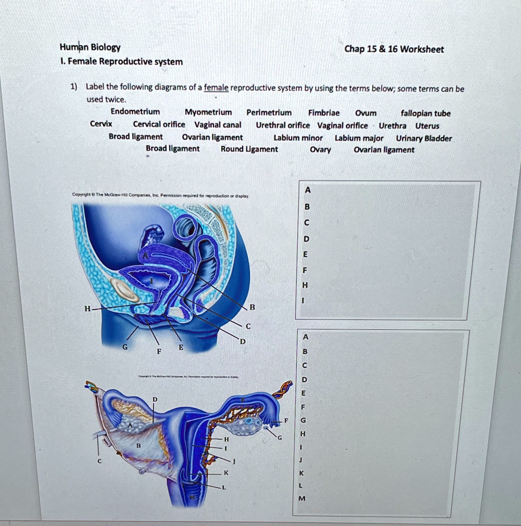 Urethra Diagrams