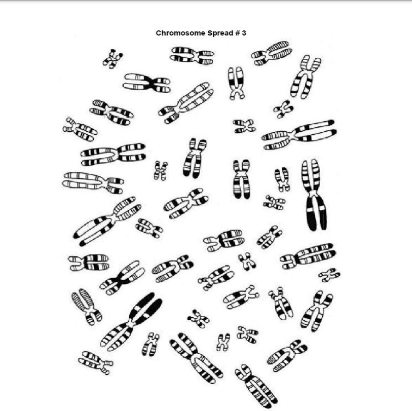 SOLVED Text Complete The Following Table Regarding The Karyotype Use   A99c6ed8b142452e9f41e17f772cec04 