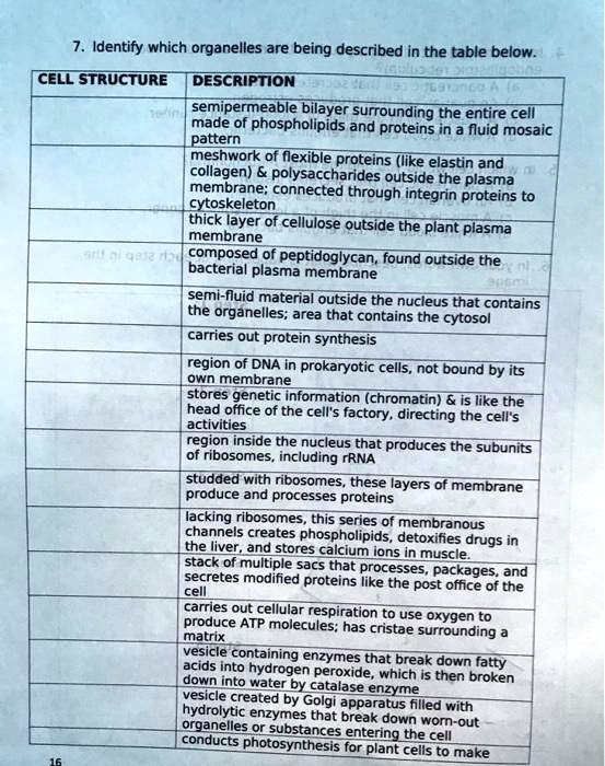 7. Identify which organelles are being described in the table below.
CELL STRUCTURE | DESCRIPTION
—|—
 | semipermeable bilayer surrounding the entire cell made of phospholipids and proteins in a fluid mosaic pattern
 | meshwork of flexible proteins (like elastin and collagen)     polysaccharides outside the plasma membrane; connected through integrin proteins to cytoskeleton
 | thick layer of cellulose outside the plant plasma membrane
 | composed of peptidoglycan, found outside the bacterial plasma membrane
 | semi-fluid material outside the nucleus that contains the organelles; area that contains the cytosol
 | carries out protein synthesis
 | region of DNA in prokaryotic cells, not bound by its own membrane
 | stores genetic information (chromatin)     is like the head office of the cell's factory, directing the cell's activities
 | region inside the nucleus that produces the subunits of ribosomes, including rRNA
 | studded with ribosomes, these layers of membrane produce and processes proteins
 | lacking ribosomes, this series of membranous channels creates phospholipids, detoxifies drugs in the liver, and stores calcium ions in muscle.
 | stack of multiple sacs that processes, packages, and secretes modified proteins like the post office of the cell
 | carries out cellular respiration to use oxygen to produce ATP molecules; has cristae surrounding a matrix
 | vesicle containing enzymes that break down fatty acids into hydrogen peroxide, which is then broken down into water by catalase enzyme
 | vesicle created by Golgi apparatus filled with hydrolytic enzymes that break down worn-out organelles or substances entering the cell
 | conducts photosynthesis for plant cells to make
