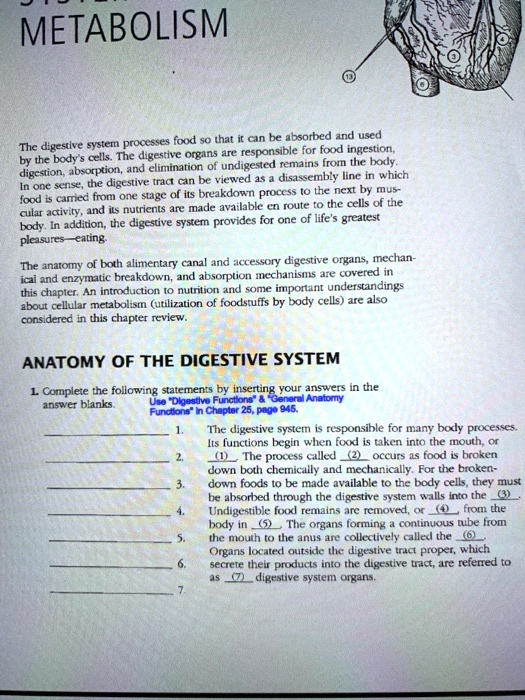 metabolism processes food 50 be absorbed and used thc digestive systent