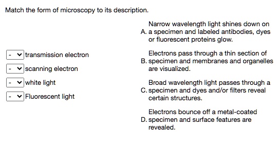 Match the form of microscopy to its description.

transmission electron
scanning electron
white light
Fluorescent light

A. Narrow wavelength light shines down on a specimen and labeled antibodies, dyes or fluorescent proteins glow.
B. Electrons pass through a thin section of specimen and membranes and organelles are visualized.
C. Broad wavelength light passes through a specimen and dyes and/or filters reveal certain structures.
D. Electrons bounce off a metal-coated specimen and surface features are revealed.