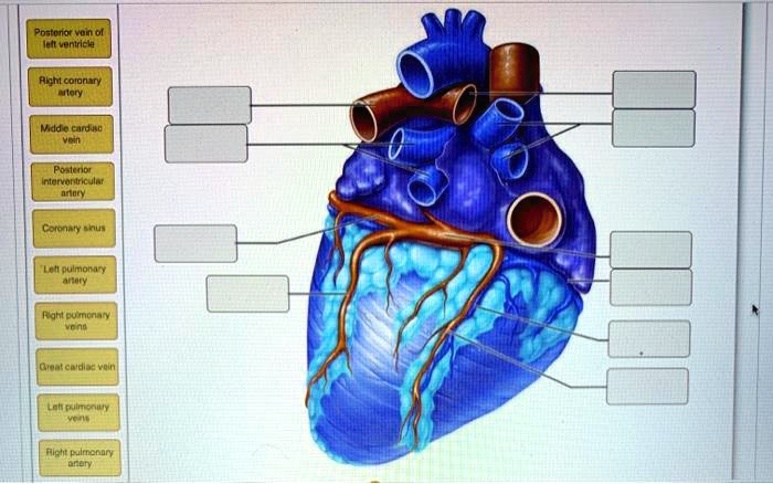 SOLVED: Posterior vein of left ventricle Richt.coronary astory Mddie ...