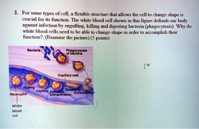 SOLVED: For some types of cell flexible structure that allows the cell ...