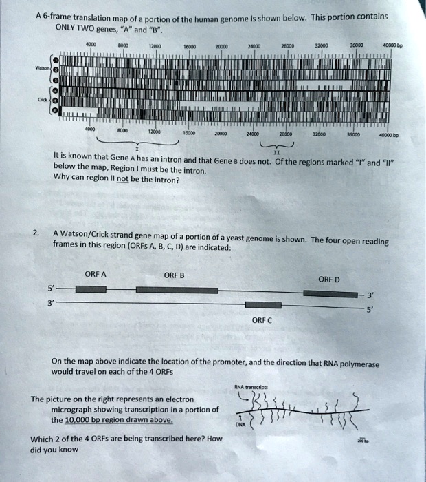Translation Map 6 frame translation map of portion ot the human genome shown below this ...