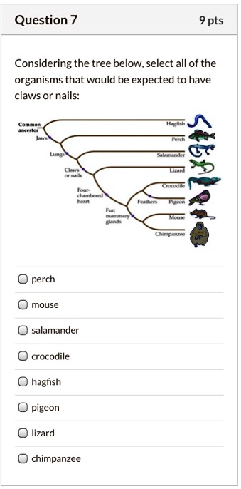 Considering the tree below, select all of the
organisms that would be expected to have
claws or nails:
Common
ancestor
Jaws
Lungs
Claws
or nails
Four-
chambered
heart
Hagfish
Perch
Salamander
Lizard
Crocodile
Feathers
Pigeon
Fur;
mammary
glands
Mouse
Chimpanzee
perch
mouse
salamander
crocodile
hagfish
pigeon
lizard
chimpanzee