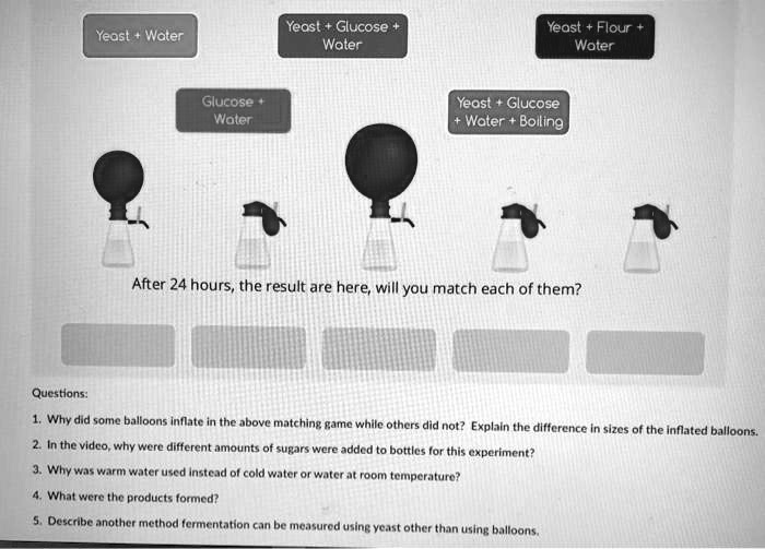 Yeast + Water Yeast + Glucose + Water Yeast + Flour + Water Glucose + Water Yeast + Glucose + Water + Boiling After 24 hours, the result are here, will you match each of them? Questions: 1. Why did some balloons inflate in the above matching game while others did not? Explain the difference in sizes of the inflated balloons. 2. In the video, why were different amounts of sugars were added to bottles for this experiment? 3. Why was warm water used instead of cold water or water at room temperature? 4. What were the products formed? 5. Describe another method fermentation can be measured using yeast other than using balloons.