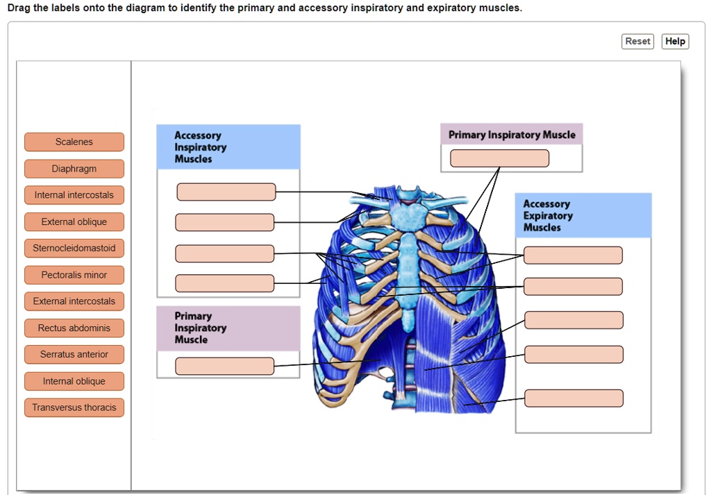 SOLVED If you could please help with the labeling I would appreciate
