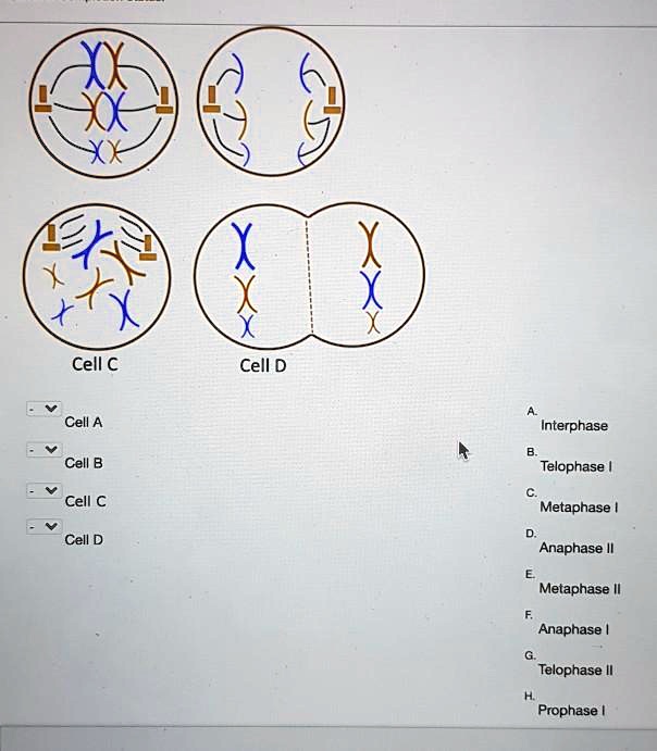 SOLVED:Cell â‚¬ Cell D Cell A Interphase Cell B Telophase Cell â‚¬ ...