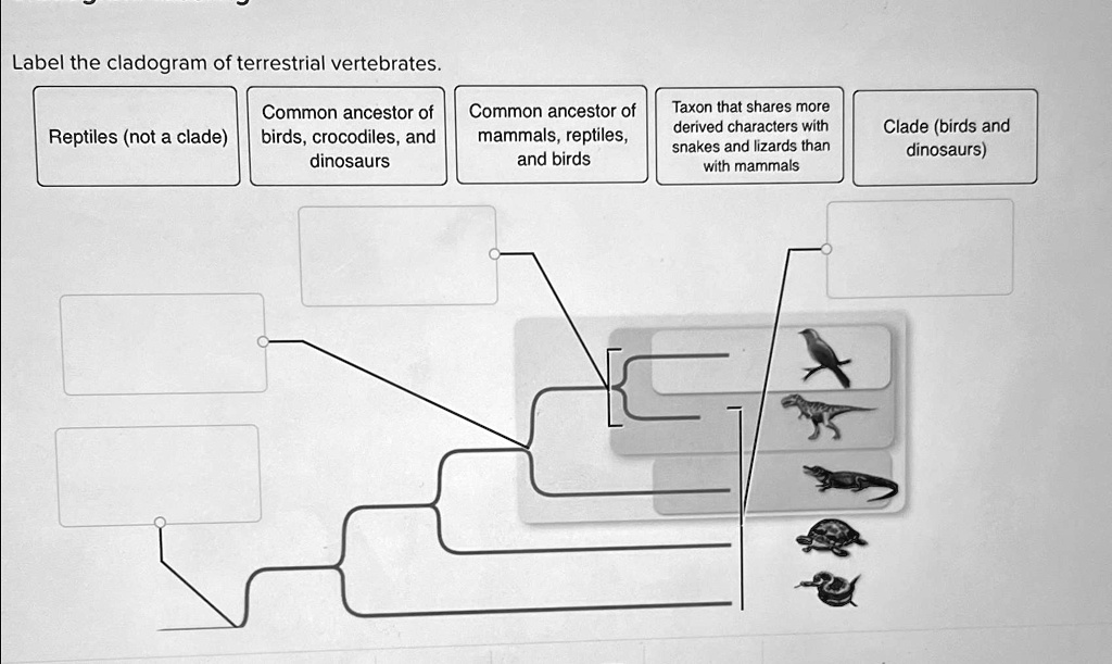 SOLVED: Label the cladogram of terrestrial vertebrates. Common ancestor ...