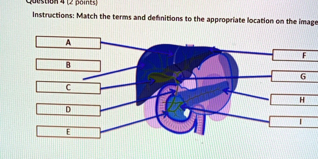 VIDEO solution Alimentary canal and accessory digestive system