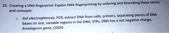 SOLVED: 25 Creating DNA fingerprint: Explain DNA fingerprinting by ...