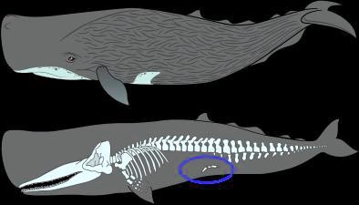 SOLVED: 'Sperm whales are found in oceans around the world and are known to  have the largest brain of any organism. The head of a sperm whale takes up  about one–third of