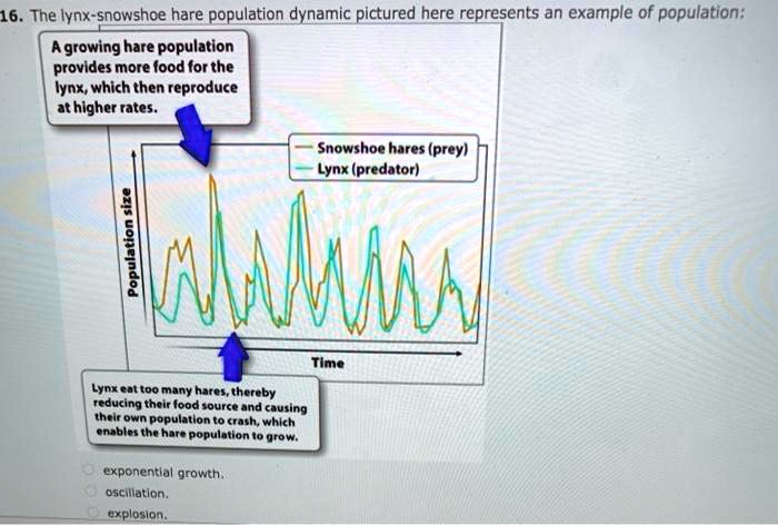 The lynx-snowshoe hare population dynamic pictured here represents an example of population:
A growing hare population provides more food for the lynx, which then reproduce at higher rates.
Snowshoe hares (prey)
Lynx (predator)
Population size
Time
Lynx eat too many hares, thereby reducing their food source and causing their own population to crash, which enables the hare population to grow.
exponential growth.
oscillation.
explosion.