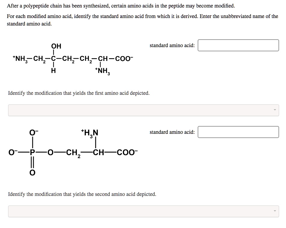 After the polypeptide chain has been synthesized, certain amino acids in the peptide may