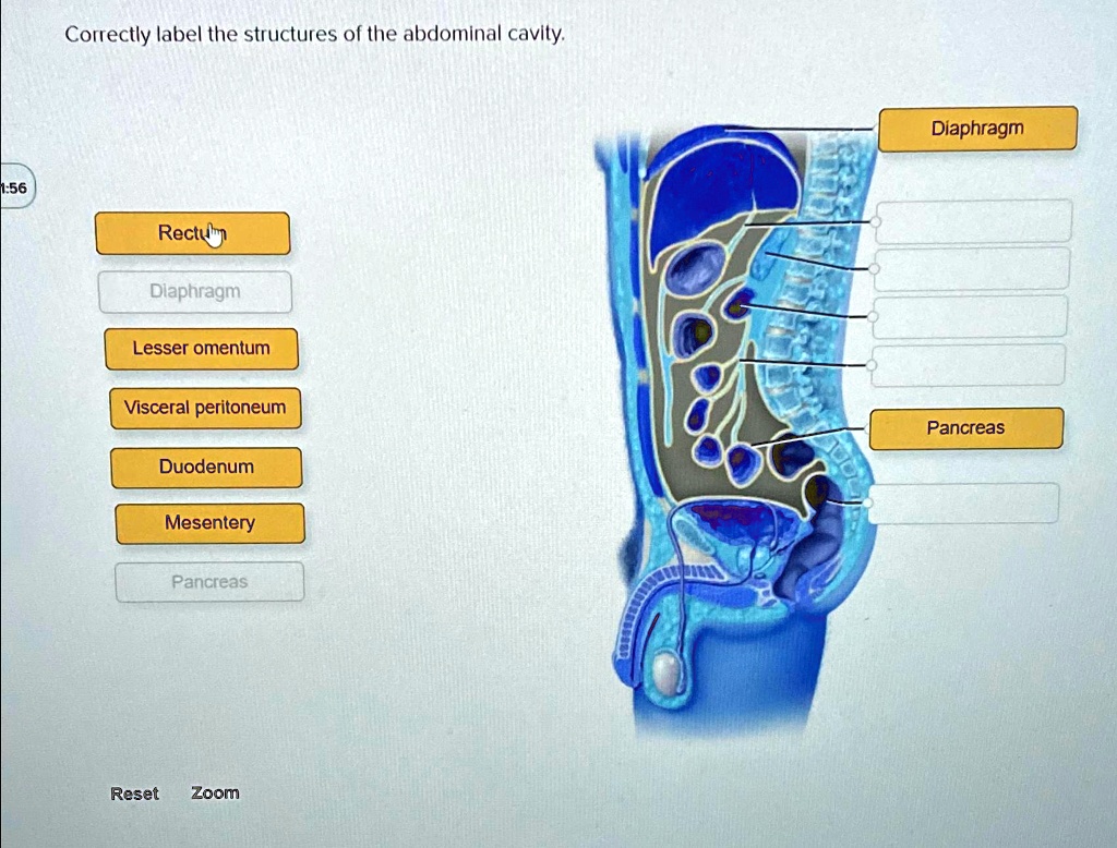 VIDEO solution: Correctly label the structures of the abdominal cavity