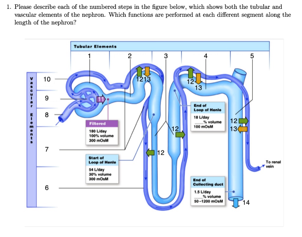1. Please describe each of the numbered steps in the figure below, which shows both the tubular and vascular elements of the nephron. Which functions are performed at each different segment along the length of the nephron? Vascular Elements 10 9 8 7 6 Tubular Elements 1 2 3 4 5 11 Filtered 180 L/day 100% volume 300 mOsM Start of Loop of Henle 54 L/day 30% volume 300 mOsM 12 13 12 13 12 12 End of Loop of Henle 18 L/day % volume 100 mOsM End of Collecting duct 1.5 L/day % volume 50-1200 mOsM 12 13 14 To renal vein