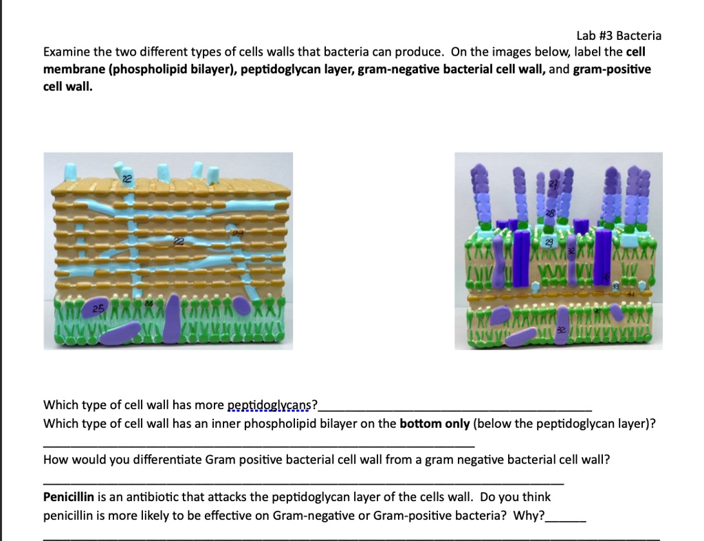 SOLVED Lab 3 Bacteria Examine the two different types of cell walls