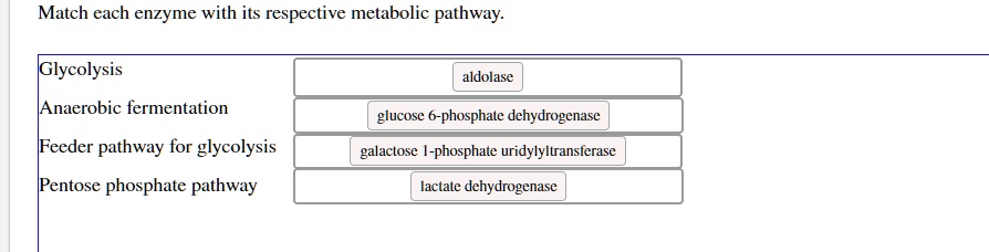 Match each enzyme with its respective metabolic pathway.
Glycolysis aldolase
Anaerobic fermentation glucose 6-phosphate dehydrogenase
Feeder pathway for glycolysis galactose 1-phosphate uridylyltransferase
Pentose phosphate pathway lactate dehydrogenase