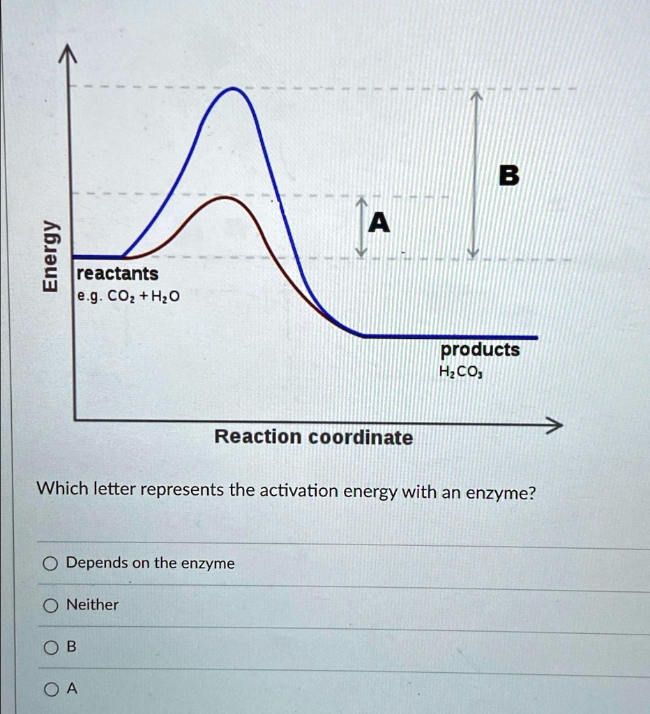 SOLVED: Which letter represents the activation energy with an enzyme ...