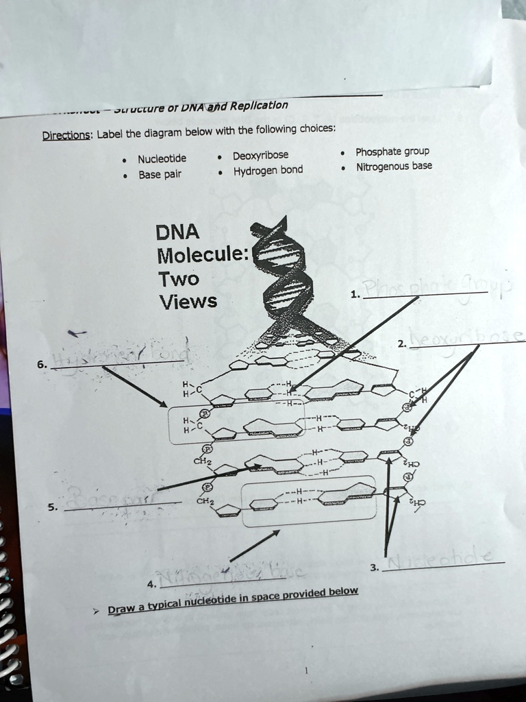 structure of dna and replication directions label the diagram below with the following choices nucleotide base pair deoxyribose hydrogen bond phosphate group nitrogenous base dna molecule tw 86745
