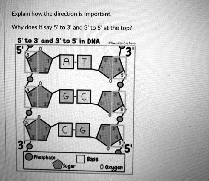 Explain how the direction is important. Why does it say 5' to 3' and 3 ...
