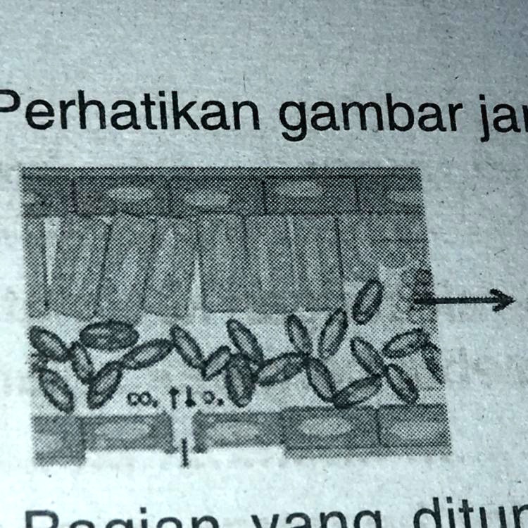 SOLVED: 25. Perhatikan Gambar Jaringan Daun Berikut! Bagian Yang ...