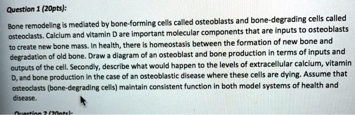 Bone remodeling is mediated by bone-forming cells called osteoblasts and bone-degrading cells called osteoclasts. Calcium and vitamin D are important molecular components that are inputs to osteoblasts to create new bone mass. In health, there is homeostasis between the formation of new bone and degradation of old bone. Draw a diagram of an osteoblast and bone production in terms of inputs and outputs of the cell. Secondly, describe what would happen to the levels of extracellular calcium, vitamin D, and bone production in the case of an osteoblastic disease where these cells are dying. Assume that osteoclasts (bone-degrading cells) maintain consistent function in both model systems of health and disease.