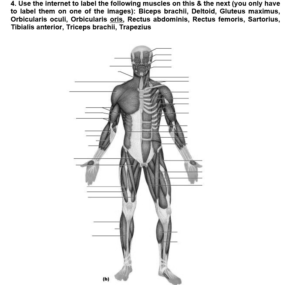 SOLVED: Use the internet to label the following muscles on this the