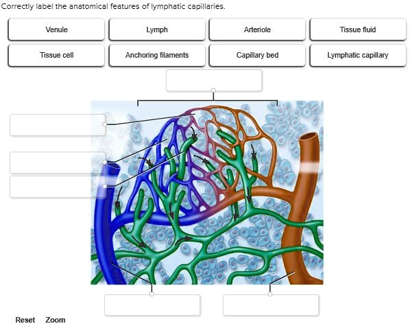 SOLVED: Correctly label the anatomical features of lymphatic