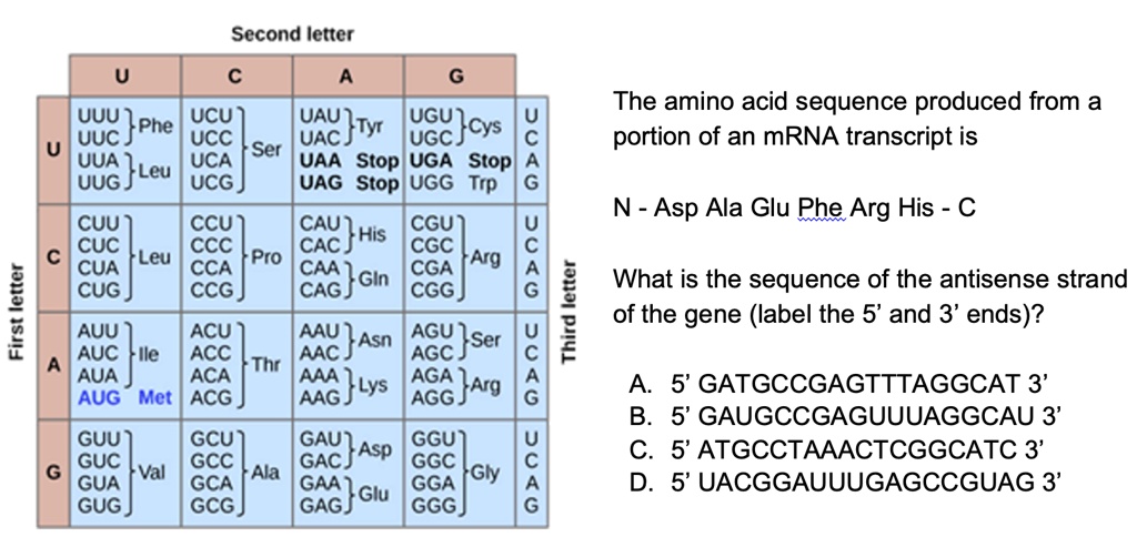 the amino acid sequence produced from a portion of an mrna transcript is n asp ala glu phearg his c cuu ccu cgu cuc leu ccc pro cgc cua cca cga arg cug ccg cagj cgg first letter third letter 81492