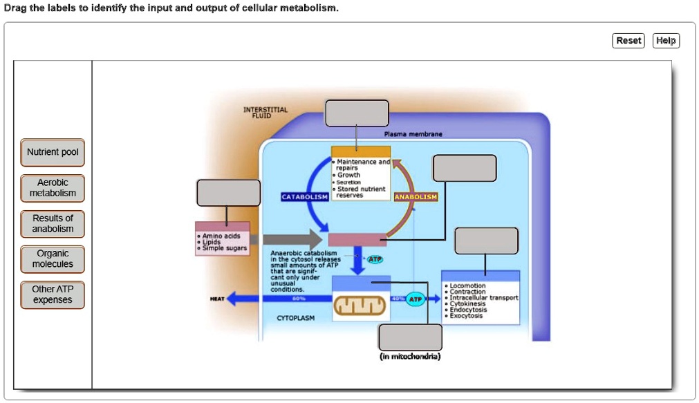 SOLVED Drag the labels to identify the input and output of cellular