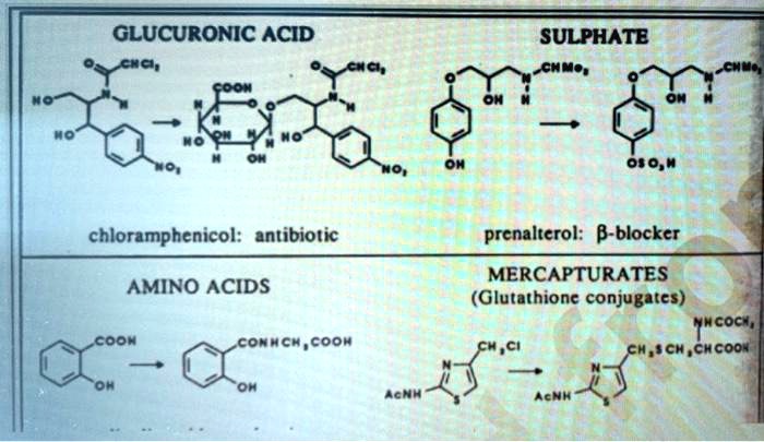 glutathione conjugation sn2 Mechanism - an overview Scheme 1. Two pathways for