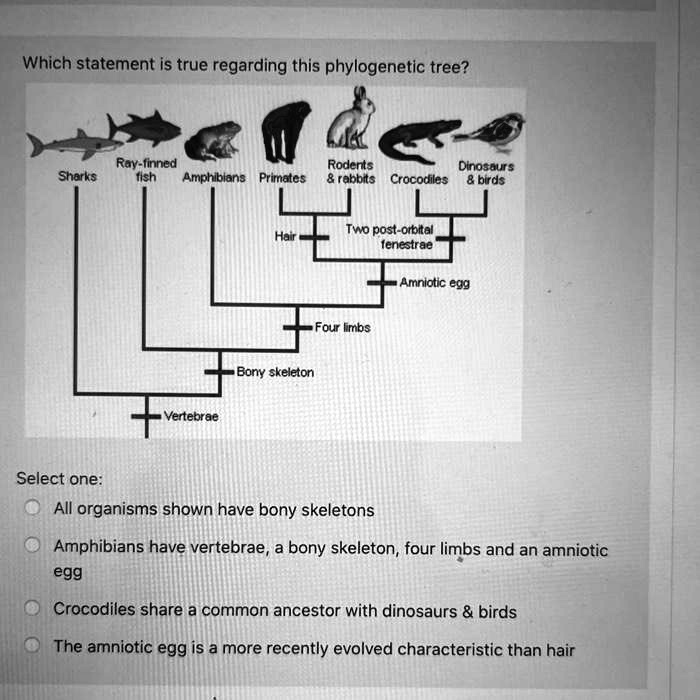 SOLVED: Which statement is true regarding this phylogenetic tree? Ray ...