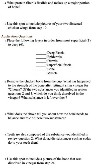 4. What protein fiber is flexible and makes up a major portion
of bone?

5. Use this spot to include pictures of your two dissected
chicken wings from step 19.

Application Questions:
1. Place the following layers in order from most superficial (1)
to deep (6).

:Deep Fascia
:Epidermis
:Dermis
:Superficial fascia
:Bone
:Muscle

2. Remove the chicken bone from the cup. What has happened
to the strength of the bone after letting it sit in vinegar for
72 hours? Of the two substances you identified in review
questions 2 and 3, which do you think dissolved in the
vinegar? What substance is left over then?

3. What does the above tell you about how the bone needs to
balance and role of these two substances?

4. Teeth are also composed of the substance you identified in
review question 2. What do acidic substances such as sodas
do to your teeth then?

5. Use this spot to include a picture of the bone that was
dissolved in vinegar from step 24.