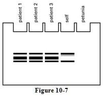 whats the answer patient 1 patient 2 patient 3 self petunia figure 10 7 58745