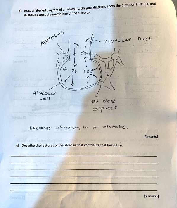 SOLVED: the direction that COz and of an alveolus: On your diagram ...