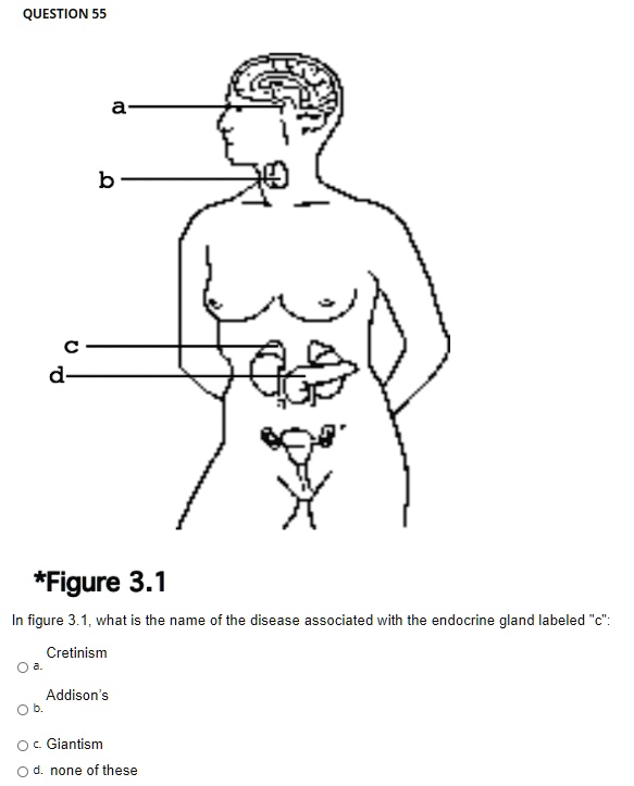 *Figure 3.1
In figure 3.1, what is the name of the disease associated with the endocrine gland labeled "c":
a. Cretinism
b. Addison's
c. Giantism
d. none of these