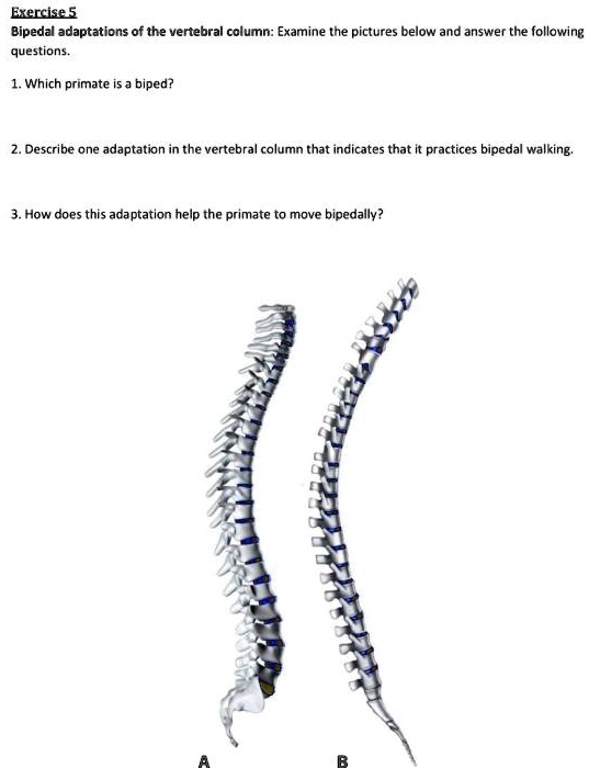 SOLVED ExerciseS Bipedal AdaptatIons Of The Vertebral Column Examine The Pictures Below And