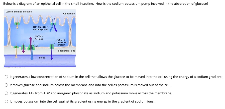 glucose sodium cotransporter diagram