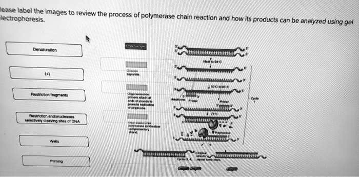 Please label the images to review the process of polymerase chain reaction and how its products can be analyzed using gel electrophoresis.
Denaturation
(+)
Restriction fragments
Restriction endonucleases selectively cleaving sites of DNA
Wells
Priming