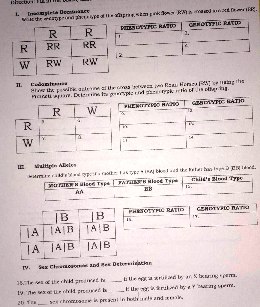 PLH Incomplete Dominance  pink flower